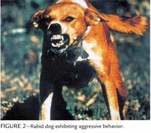 rabiddog